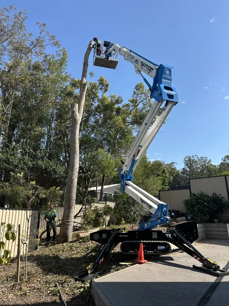 Professional Tree Works crew on a Gold Coast job